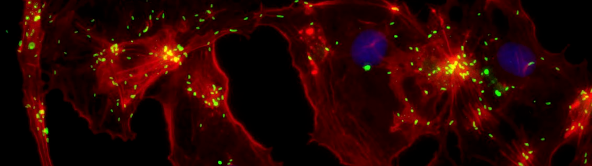 USU Science Review - decorative