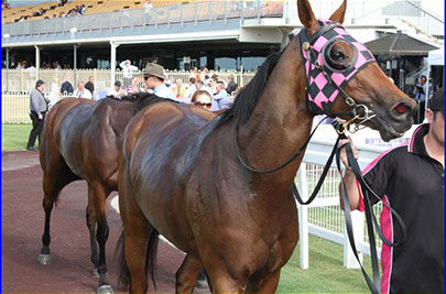 Horse Racing Brisbane Australia