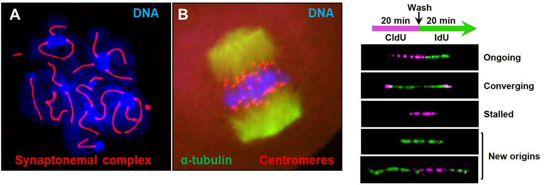 Jordan lab - Fig 1 and 2