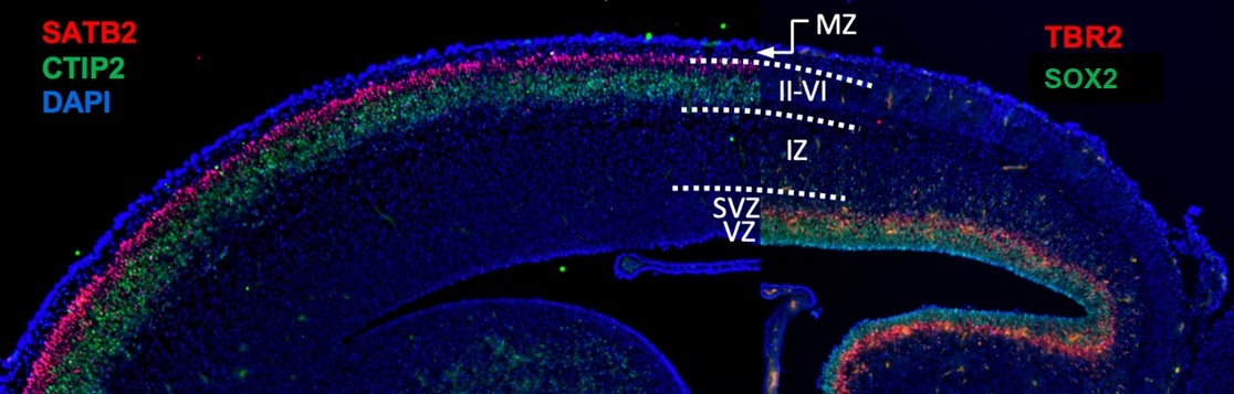 Jordan lab - Fig 3
