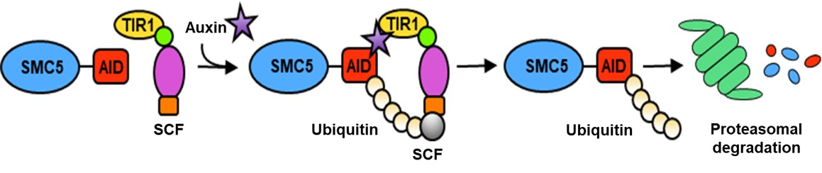 Jordan lab - Fig 4