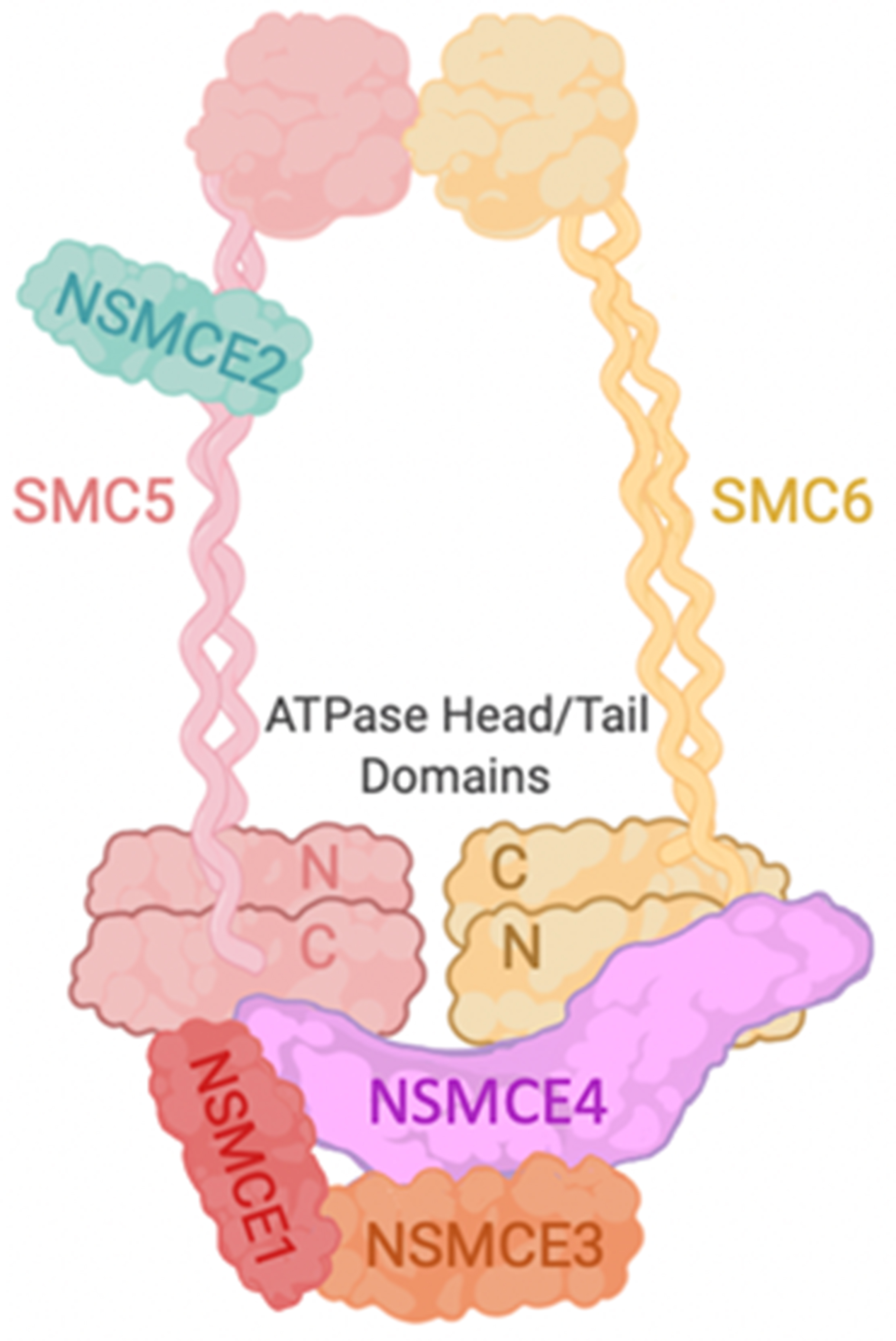 Jordan lab - SMC image