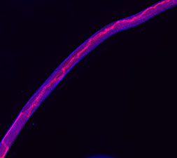 MIC Mitre Lab