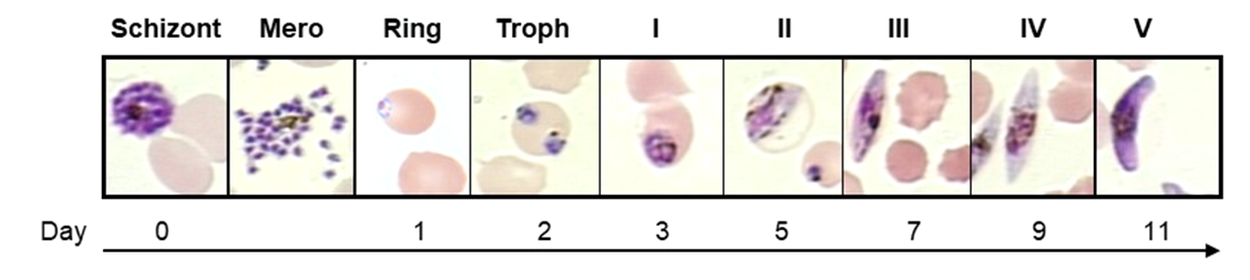 MIC Williamson Lab