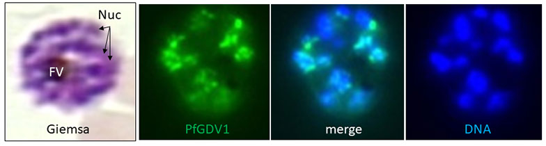 MIC Williamson Lab