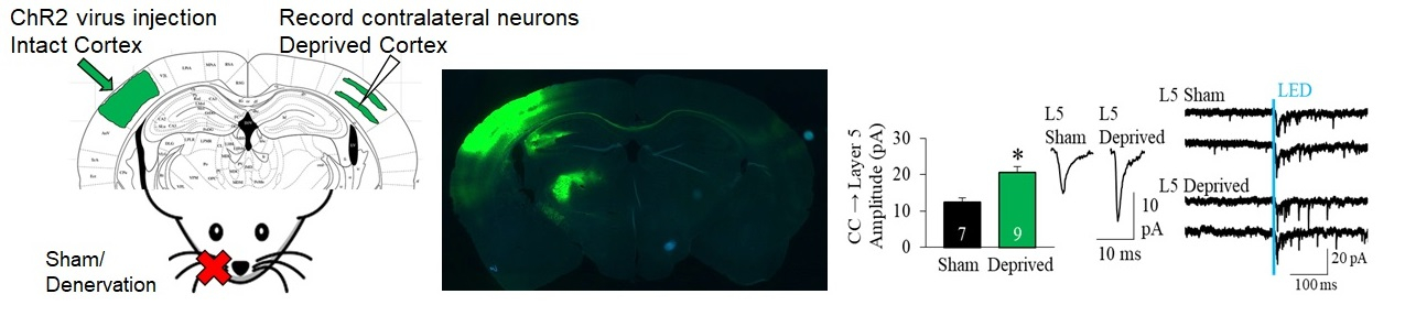 ephys image