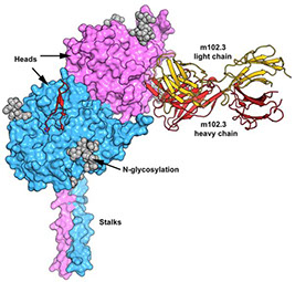 Hendra Soluble G Vaccine