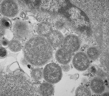 Cells