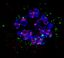Dyed Cells